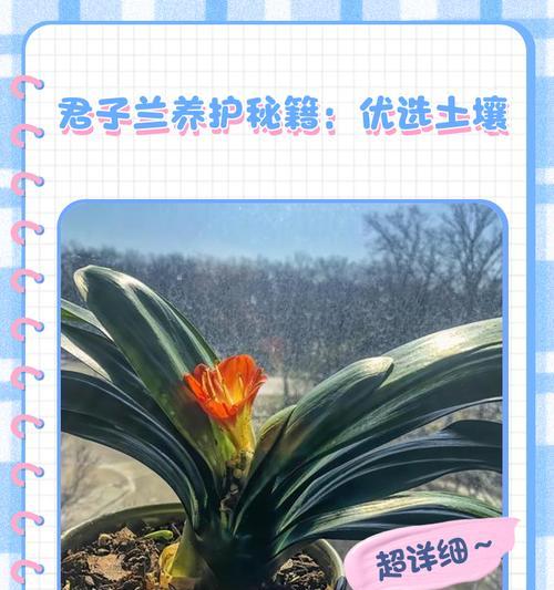 奇异君子兰用什么土种？奇异君子兰的土壤选择和种植技巧是什么？