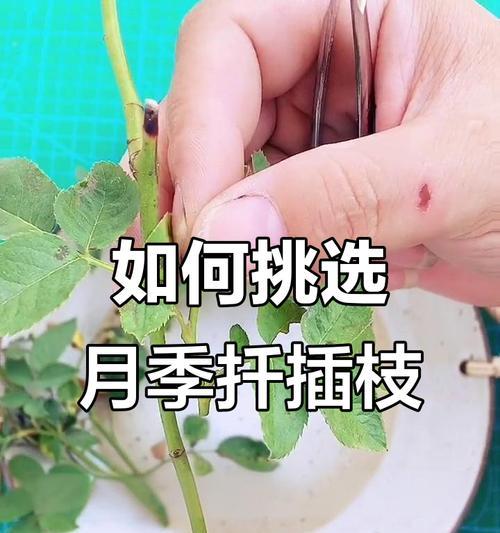 特大月季枝条打理的技巧是什么？
