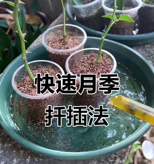 特大月季枝条打理的技巧是什么？