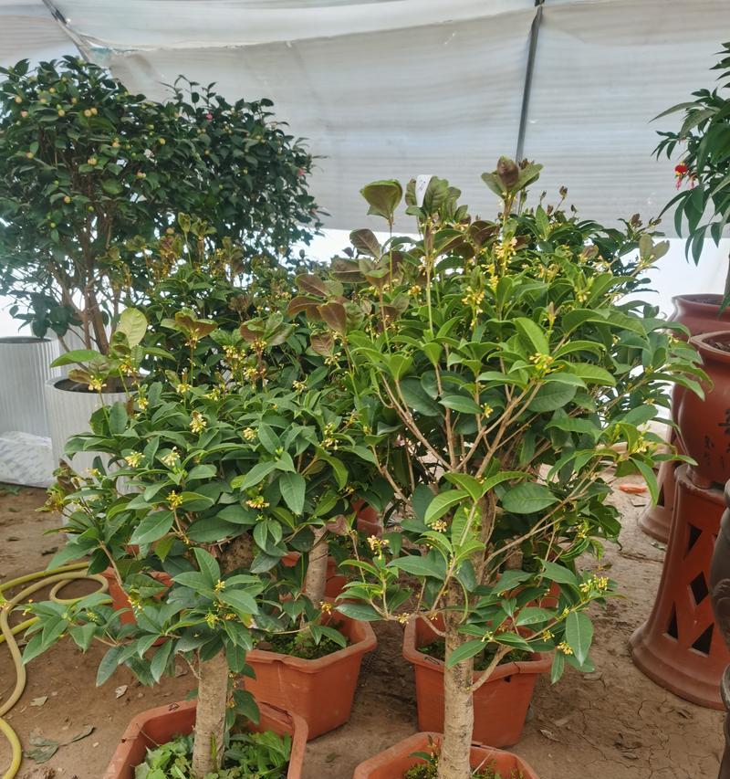 丛生桂花适合做盆景吗？盆景制作有哪些要点？