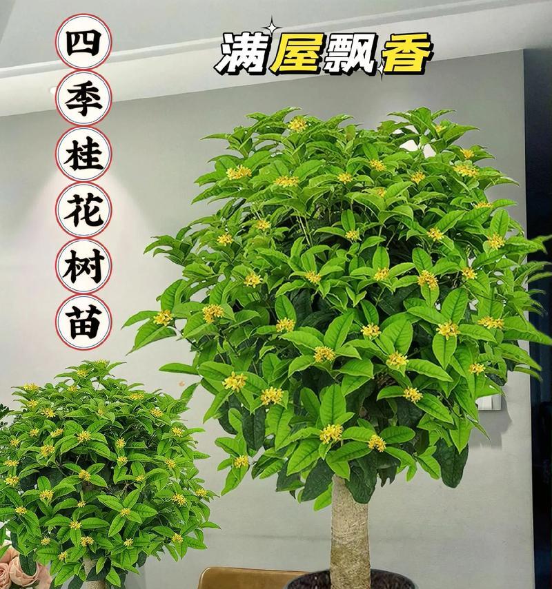 丛生桂花适合做盆景吗？盆景制作有哪些要点？