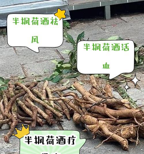 半风荷栽培的技术要点是什么？
