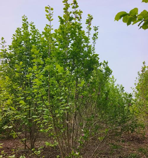 哪些植物属于真菌木兰科？