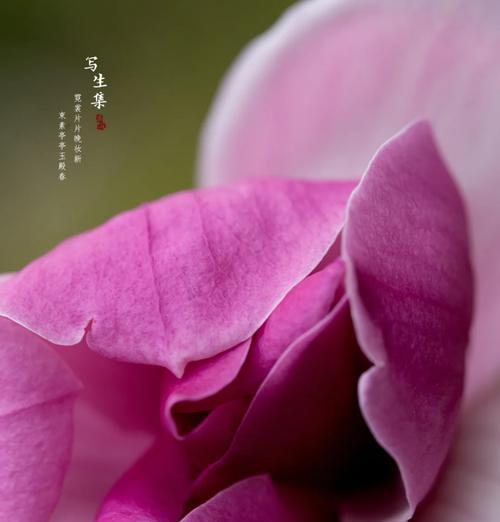 哪些植物属于真菌木兰科？