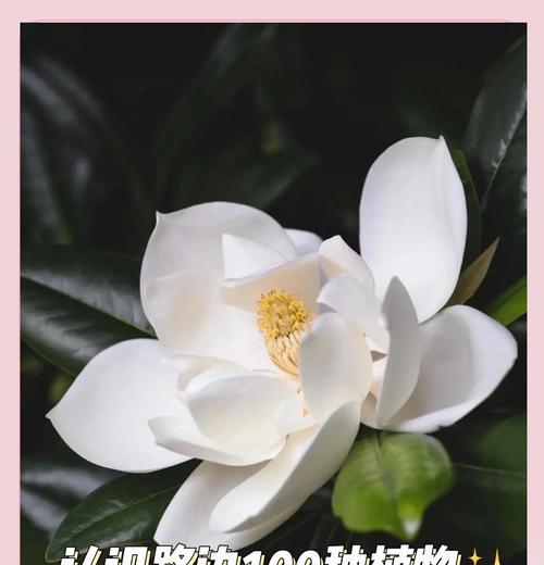 哪些植物属于真菌木兰科？