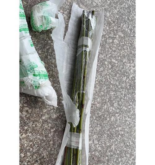 月季花接枝发芽的方法是什么？怎样操作才能成功接枝？