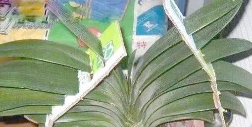 种花时如何防止叶片歪斜和发黄？有哪些有效的养护技巧？
