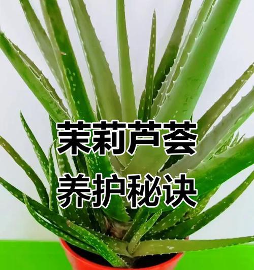 种花时如何防止叶片歪斜和发黄？有哪些有效的养护技巧？