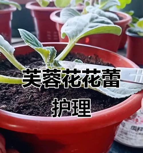 种花时如何防止叶片歪斜和发黄？有哪些有效的养护技巧？