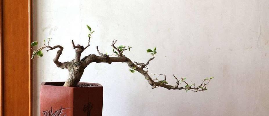 三角梅修剪技巧有哪些？如何修剪才能使其更壮实？