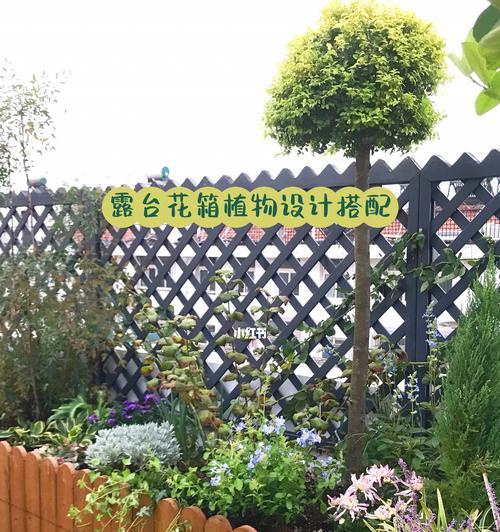 陈菊栽培的有效技术方法有哪些？