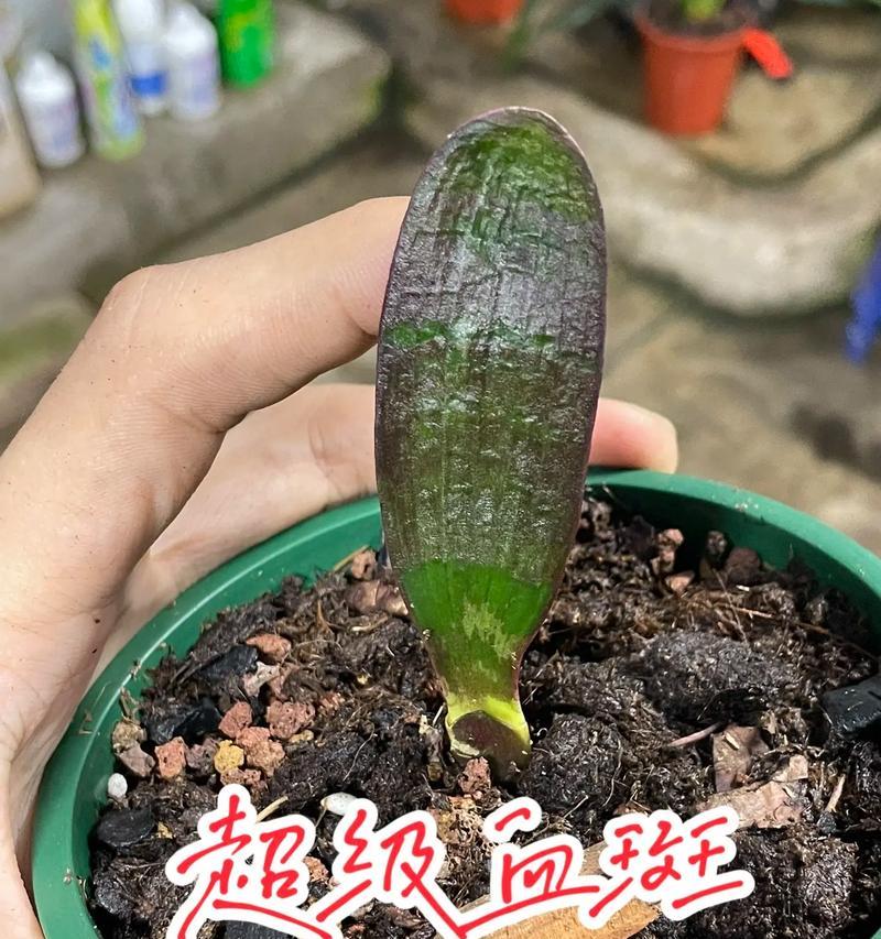 君子兰条纹品种的特点是什么？