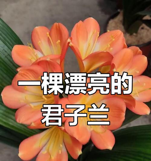 君子兰条纹品种的特点是什么？