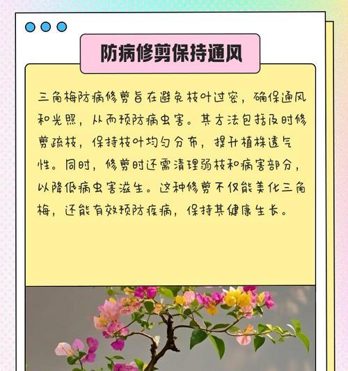 热火桑巴三角梅修剪的最佳方法是什么？