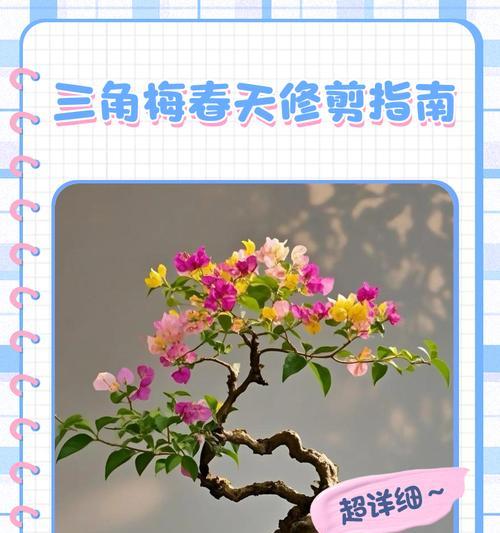 热火桑巴三角梅修剪的最佳方法是什么？