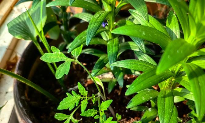 小番茄种子应该什么时候播种？播种技巧有哪些？