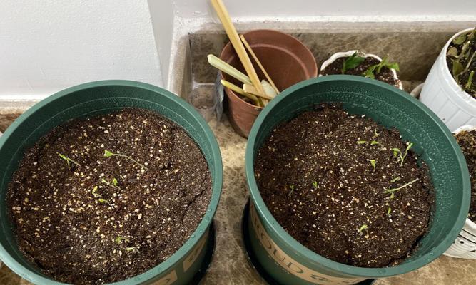 小番茄种子应该什么时候播种？播种技巧有哪些？