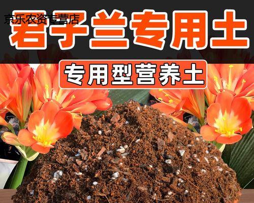如何自制君子兰水肥料？自制肥料的步骤是什么？
