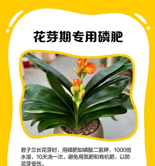 如何自制君子兰水肥料？自制肥料的步骤是什么？