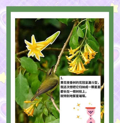 小香树栽培技术要点有哪些？如何正确栽培小香树？