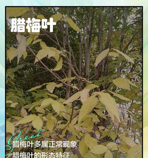 腊梅新叶发黄干枯如何处理？