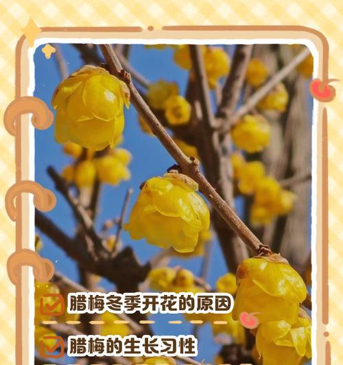 腊梅新叶发黄干枯如何处理？