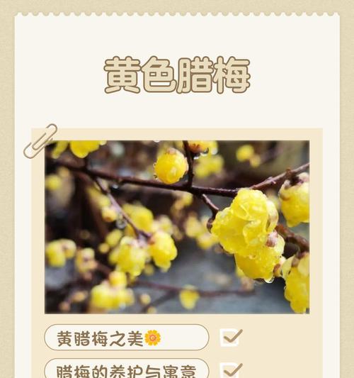 腊梅新叶发黄干枯如何处理？