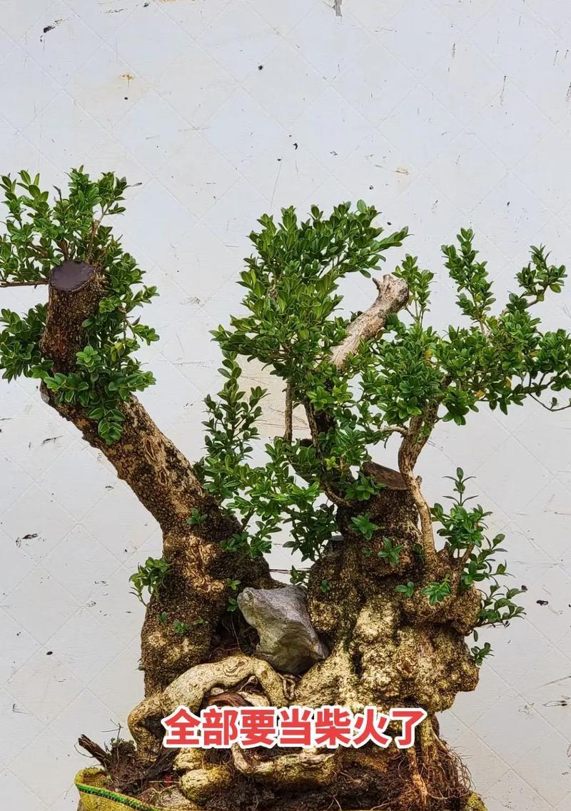 黄杨盆景长苔藓的预防和处理措施？