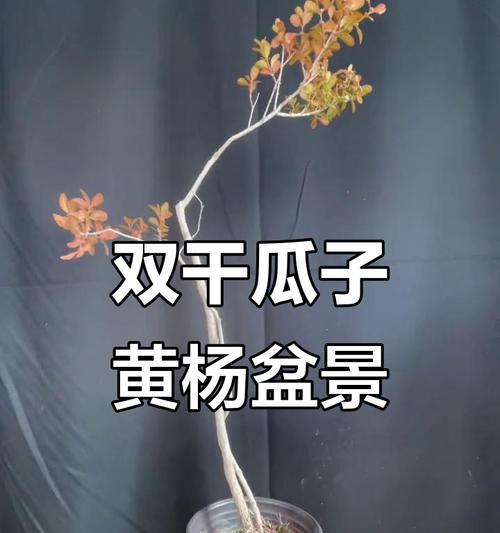 黄杨盆景长苔藓的预防和处理措施？