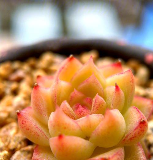 橙色观赏植物品种有哪些？这些植物的养护要点是什么？