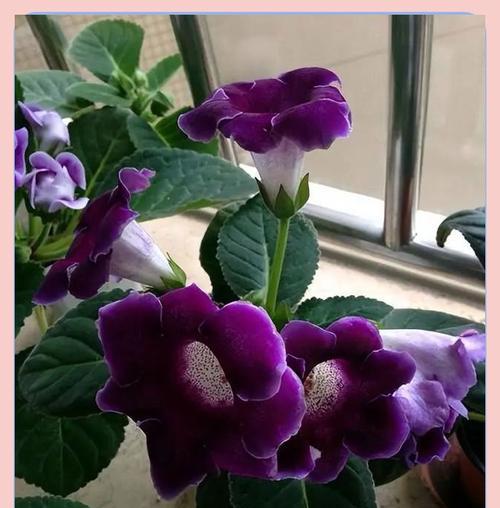 公认最适合阳台种植的藤花有哪些？它们的养护要点是什么？