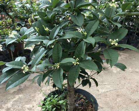 公认最适合阳台种植的藤花有哪些？它们的养护要点是什么？