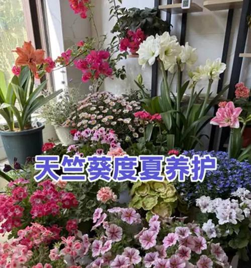 天竺葵夏天如何保养？天竺葵夏天的正确保养方法是什么？