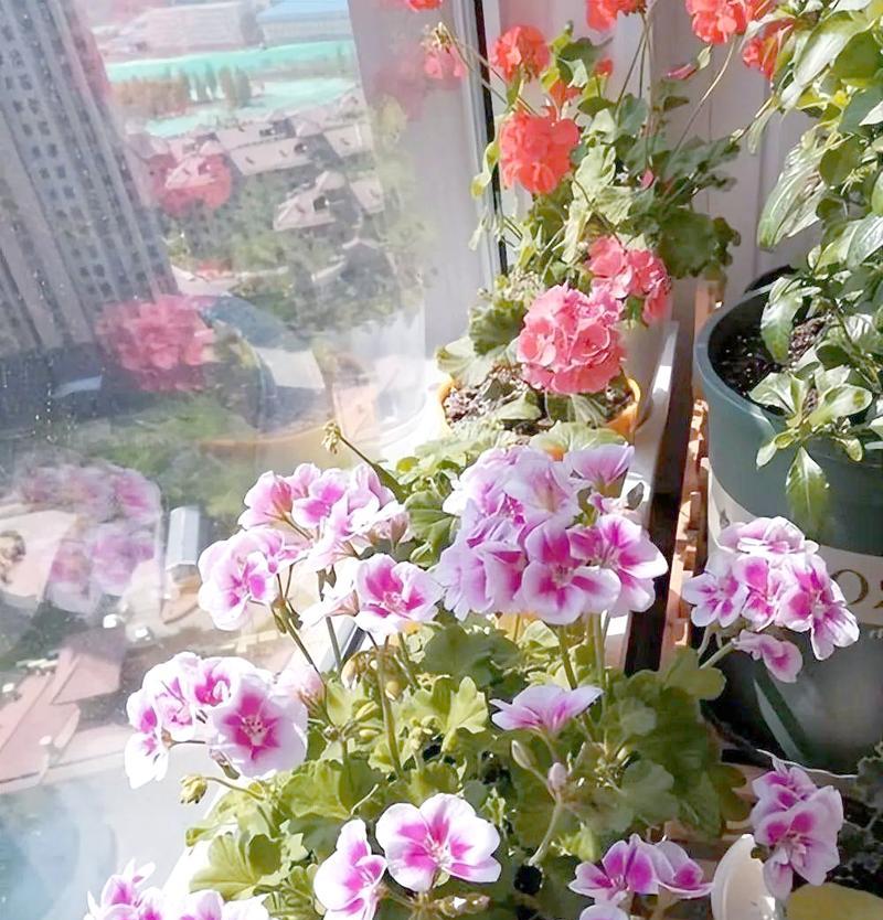 天竺葵夏天如何保养？天竺葵夏天的正确保养方法是什么？