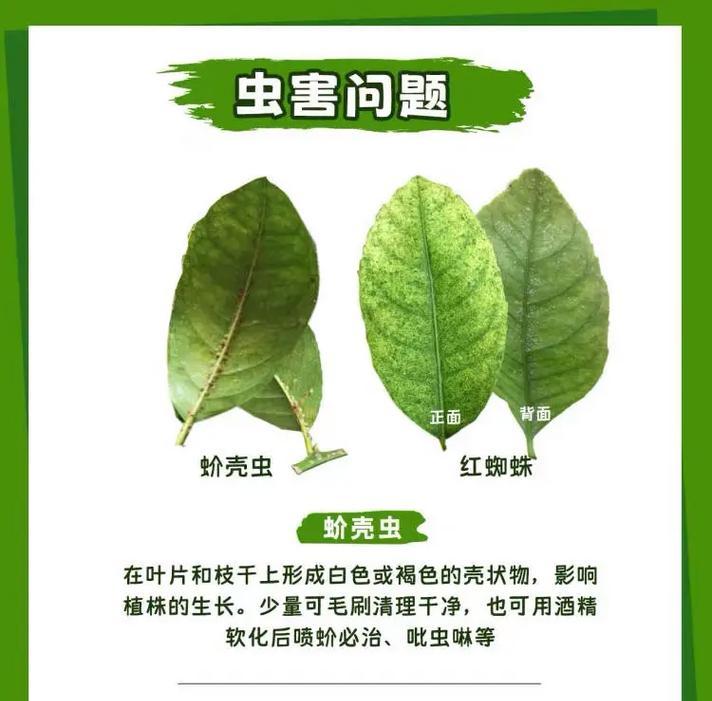 柠檬树浇水技巧：如何正确给柠檬树浇水？