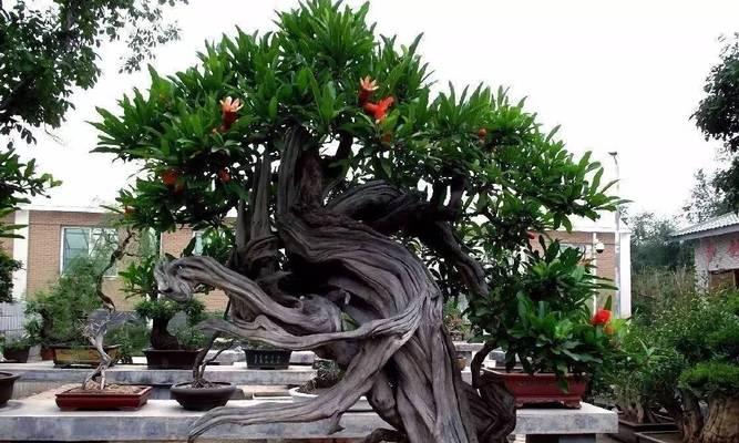 盆景树出现流脓浆现象应如何处理？