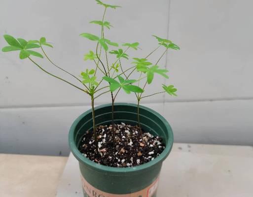阳台花盆适合养哪些花？如何选择？
