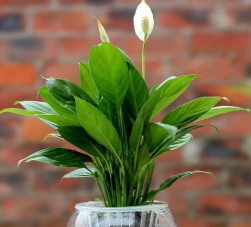 阳台花盆适合养哪些花？如何选择？