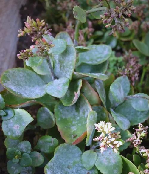 植物叶子突然发黄是为什么？