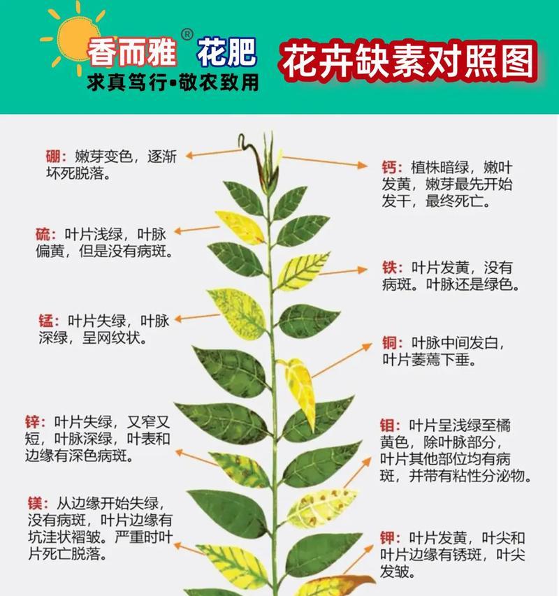 植物叶子突然发黄是为什么？