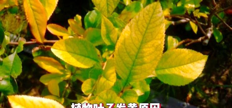 植物叶子突然发黄是为什么？