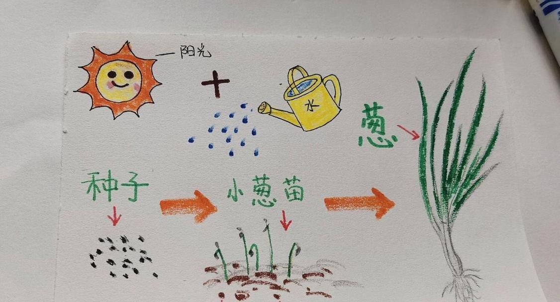 葱什么时间播种好？葱播种的最佳季节是什么时候？