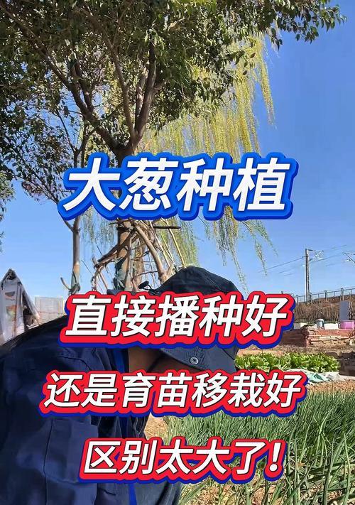 葱什么时间播种好？葱播种的最佳季节是什么时候？