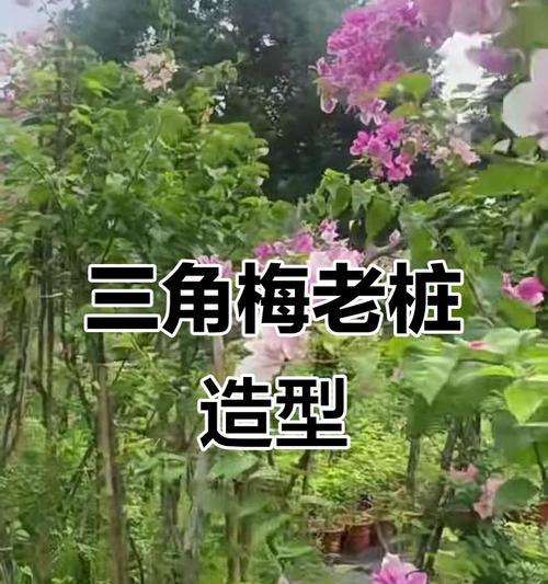 三角梅在楼顶摆放的最佳方式是什么？