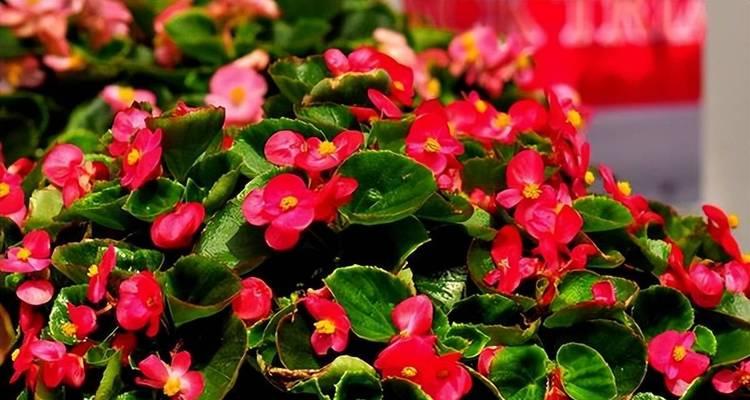 放在阳台不需要管的花是什么花？有哪些适合懒人养护的植物？