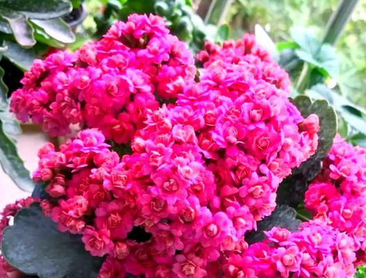 放在阳台不需要管的花是什么花？有哪些适合懒人养护的植物？