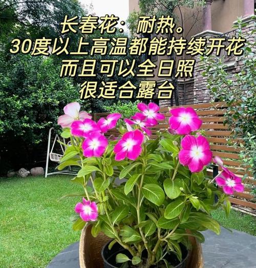 放在阳台不需要管的花是什么花？有哪些适合懒人养护的植物？