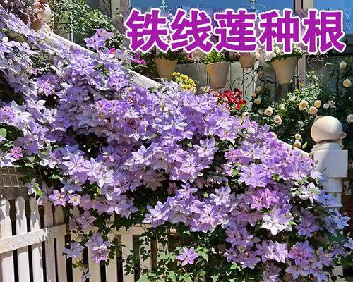 四季铁线莲种根的正确种植方法？