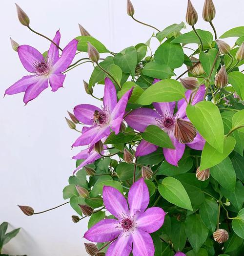 四季铁线莲种根的正确种植方法？