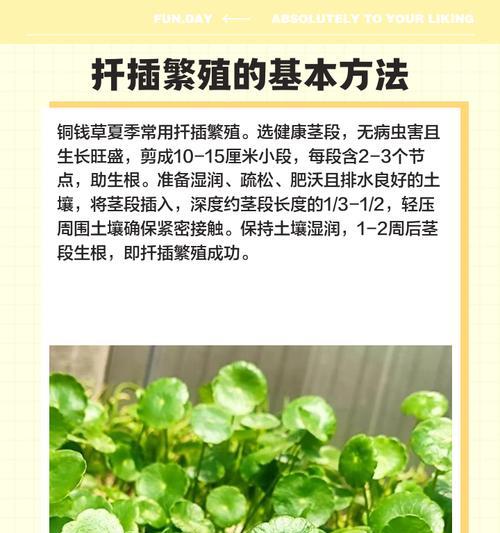 哪些观赏植物适合扦插繁殖？扦插的正确步骤是什么？